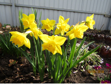 ������� ������� (������ ��������).JPG