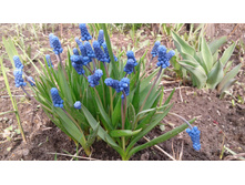 ������� (�ϣ ����)