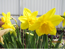 ������� ������� (������ ��������).JPG