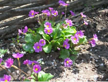 ������� ������