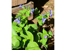 �������� �������