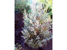 IMG 20180526 182956.jpg