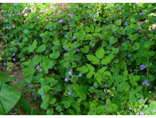 ������� ����