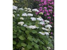 ��������� ����������� �����