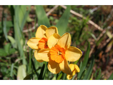 ������� ��������� / Narcissus Martinette