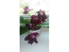 ������� �������