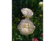 IMG 20180521 134434.jpg