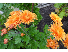 ���������� ��������� "�������"