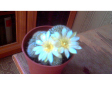 ������� Kariusiana albiflora