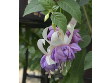 ������ Fey