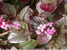 ��������������� ��������- ������ �������� ��������