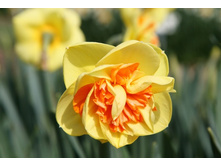 ���� ������-.jpg