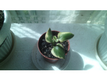 IMG 20141224 191729.jpg