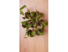 ��������� 50�