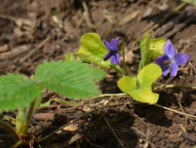 ������ ��������