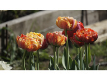 ������� ���� ��������