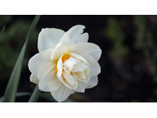 ������� ��� ����