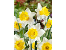 ������ ����.jpg