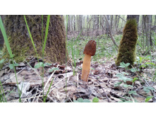 IMG 20180509 143303.jpg