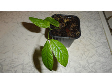 ���������� ��������� (Quisqualis indica)- 200 ���.