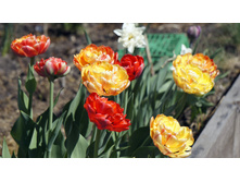 ������� ���� ��������