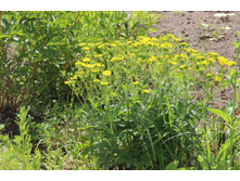 �������� ������ (�ϣ ����)