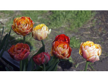 ������� ���� ��������