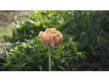 ������� ���� ��������