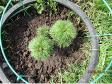 ���� �����������.JPG