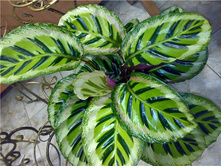 ������� Angela