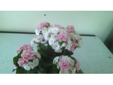 IMG 20141224 190243.jpg