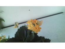 IMG 20141224 190439.jpg