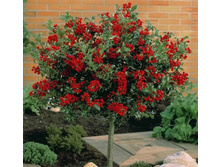 ����� ����� ���� ���������� ���.jpg