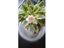 Rob's Cool Fruit (R.Robinson) ������ ��������