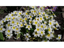 ������� ����� (�ϣ ����)