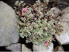 ����� ��������.