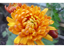 ��������� ���������� "������ ������� "