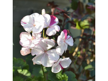 ���������� Wolverton