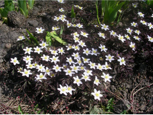 ������� (��� �������)