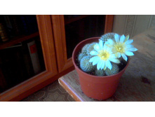 ������� Kariusiana albiflora