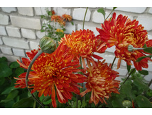 ��������� ���������� "��������� ����� "