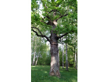 IMG 20180524 173214.jpg