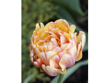 ������� ���� ��������