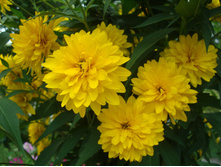 �������� ������� ���