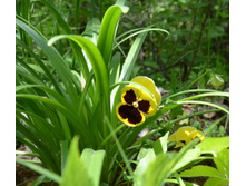 ����� ������