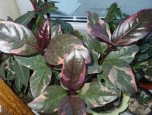 ��������������� ��������- ������ �������� ��������