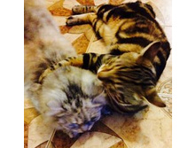 ���� ����