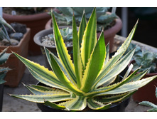 ����� ��������� .. ���� -