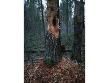 IMG 20180429 194930.jpg