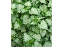 ������� ���� ����